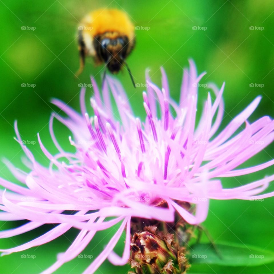 This photo was taken in Italy. As you can see, it's a macro photo of a beautiful pink flower and in the background you can see a bee flying towards to flower so it can pollinate it.