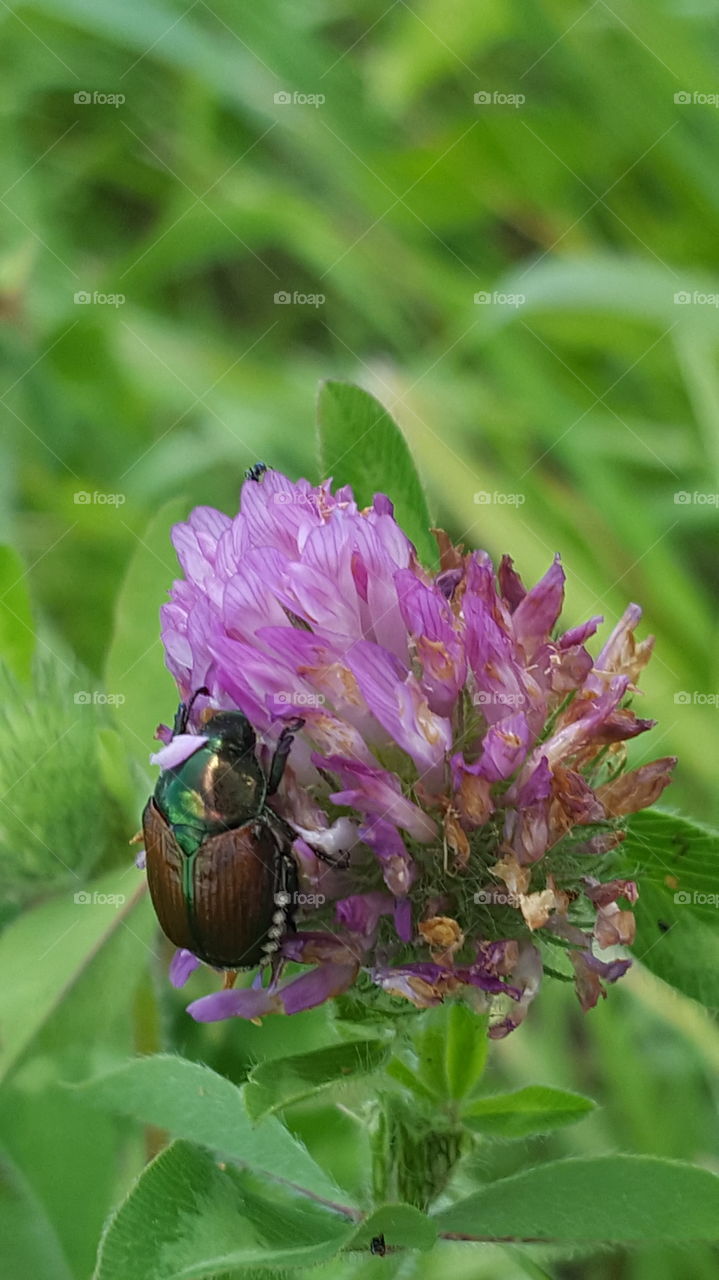 Nature, Leaf, Summer, Flora, Garden