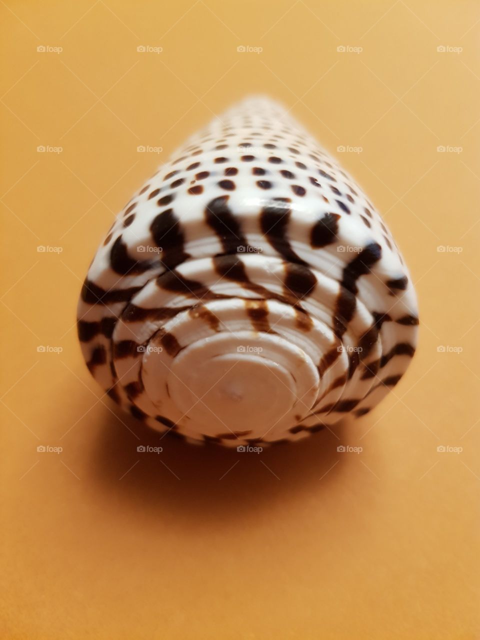 seashell