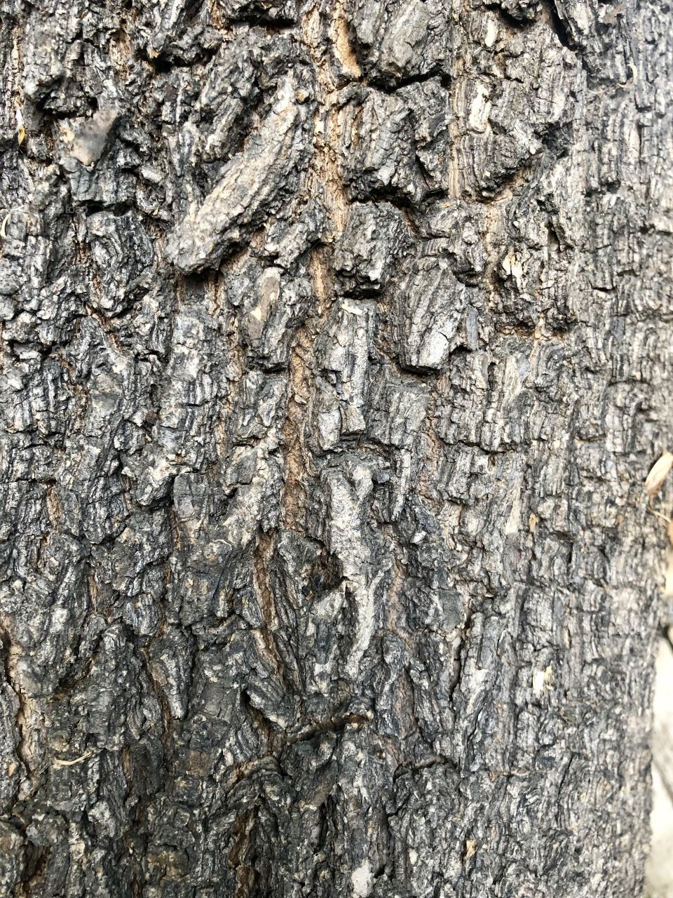 Tree bark 