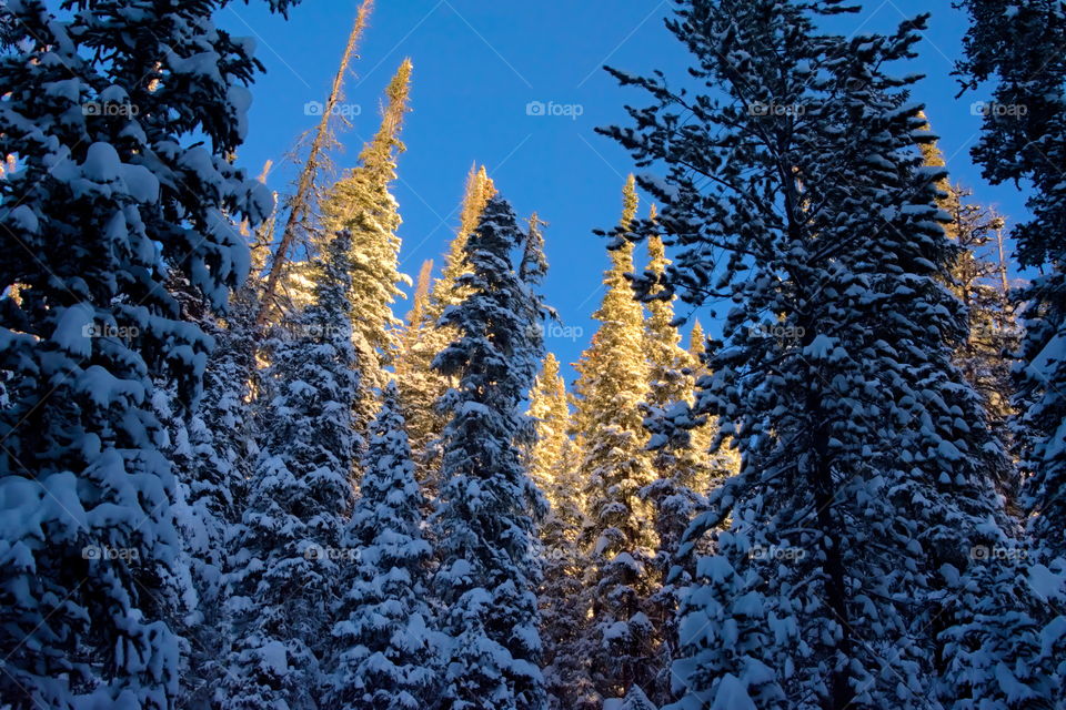 Fresh snowfall rests on coniferous trees