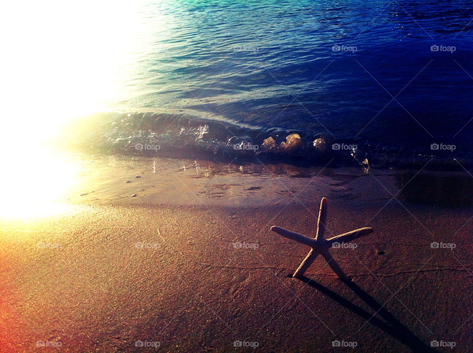 Starfish Sunset