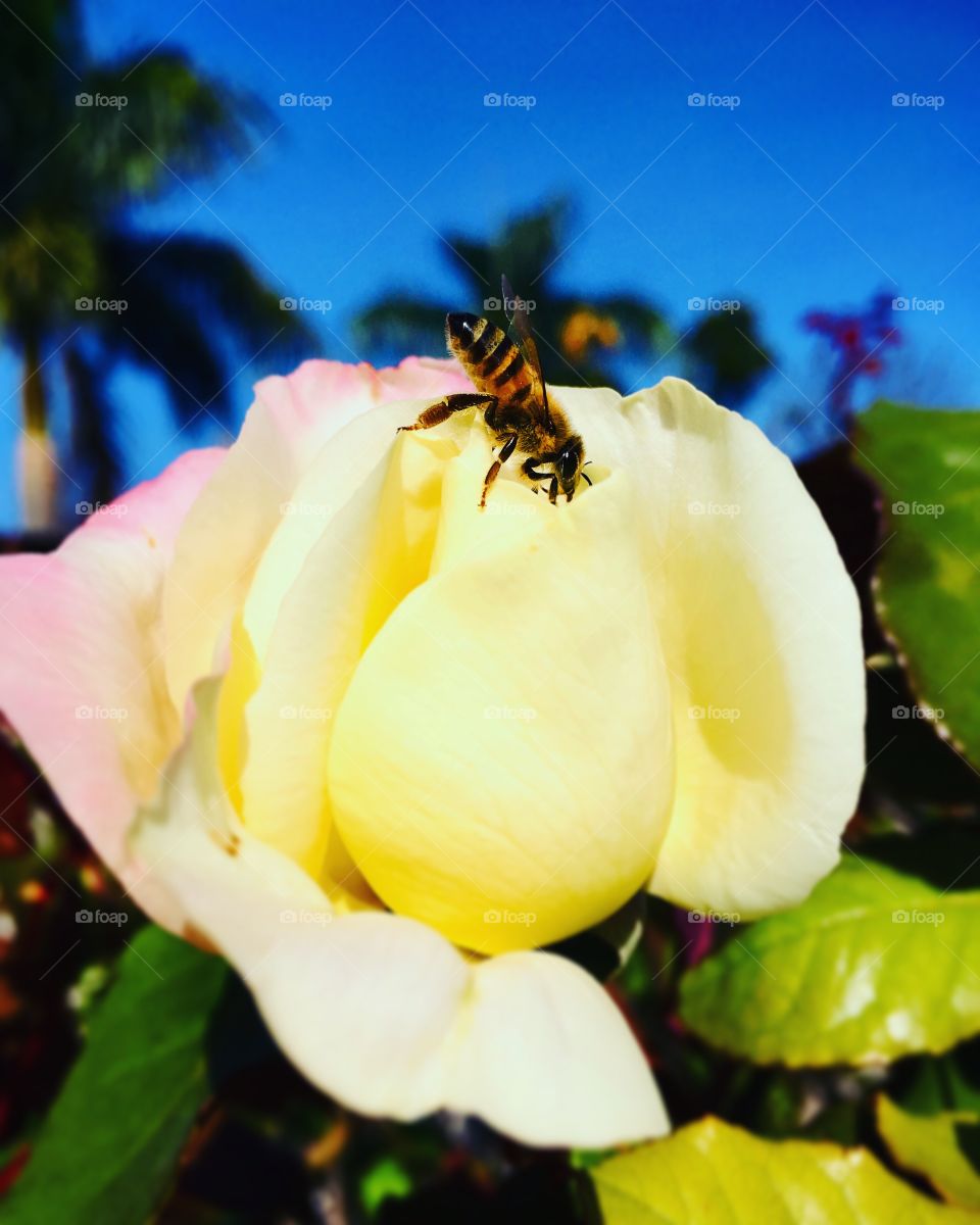 FOAP MISSIONS - FOCUS: 🇺🇸 The bee strolling through the petals is something very beautiful. Live nature and its beauty! / 🇧🇷 A abelha passeando pelas pétalas é algo muito bonito. Viva a natureza e sua beleza!