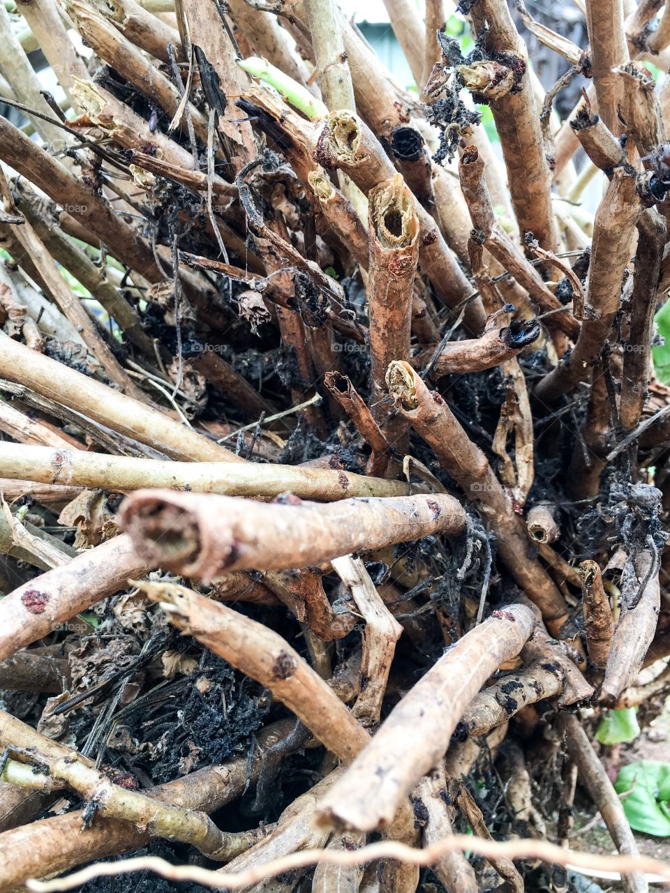 Geranium shrub roots tubers closeup 