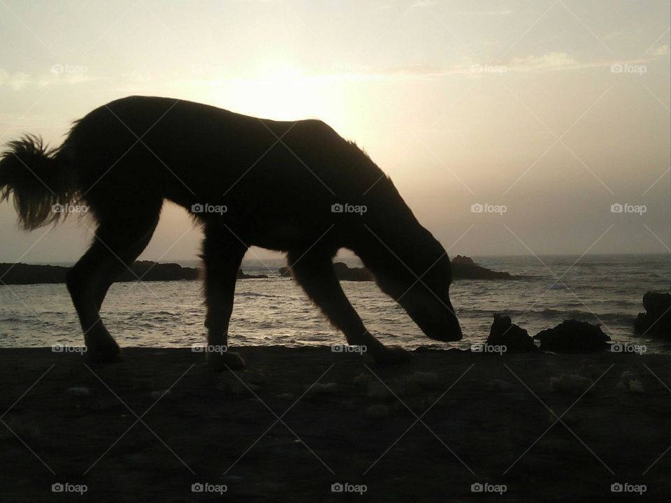 Beautiful dog on the wall near the sea.