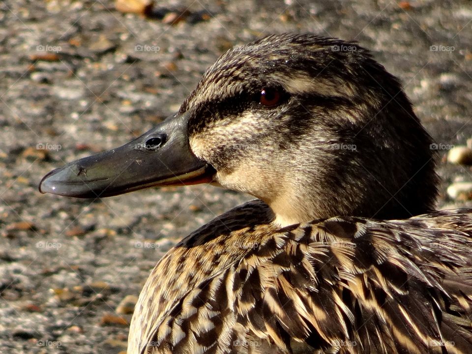 Duck closeup