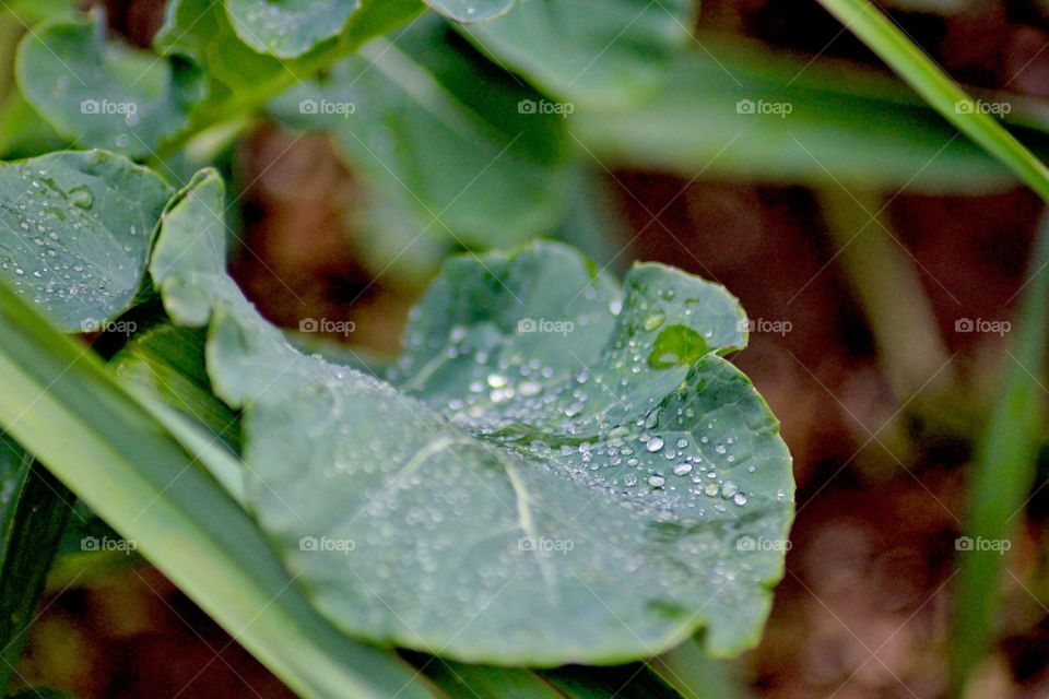 Water droplets on broccoli leaf!