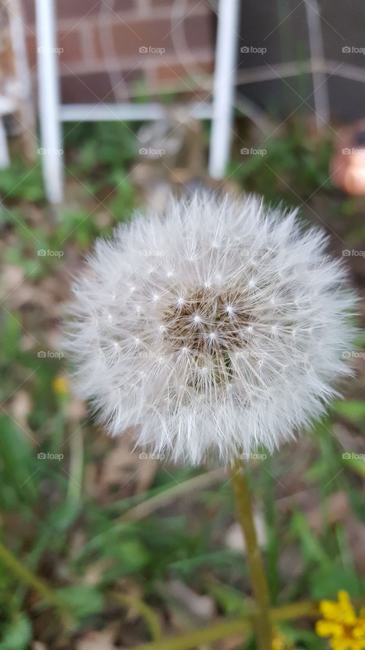 dandelion seeds