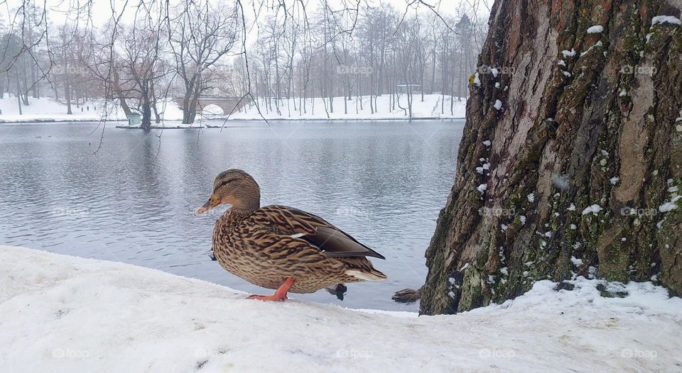 Duck on the bank of a pond in the city🦆❄️ Winter time 🦆❄️ Animal 🦆❄️