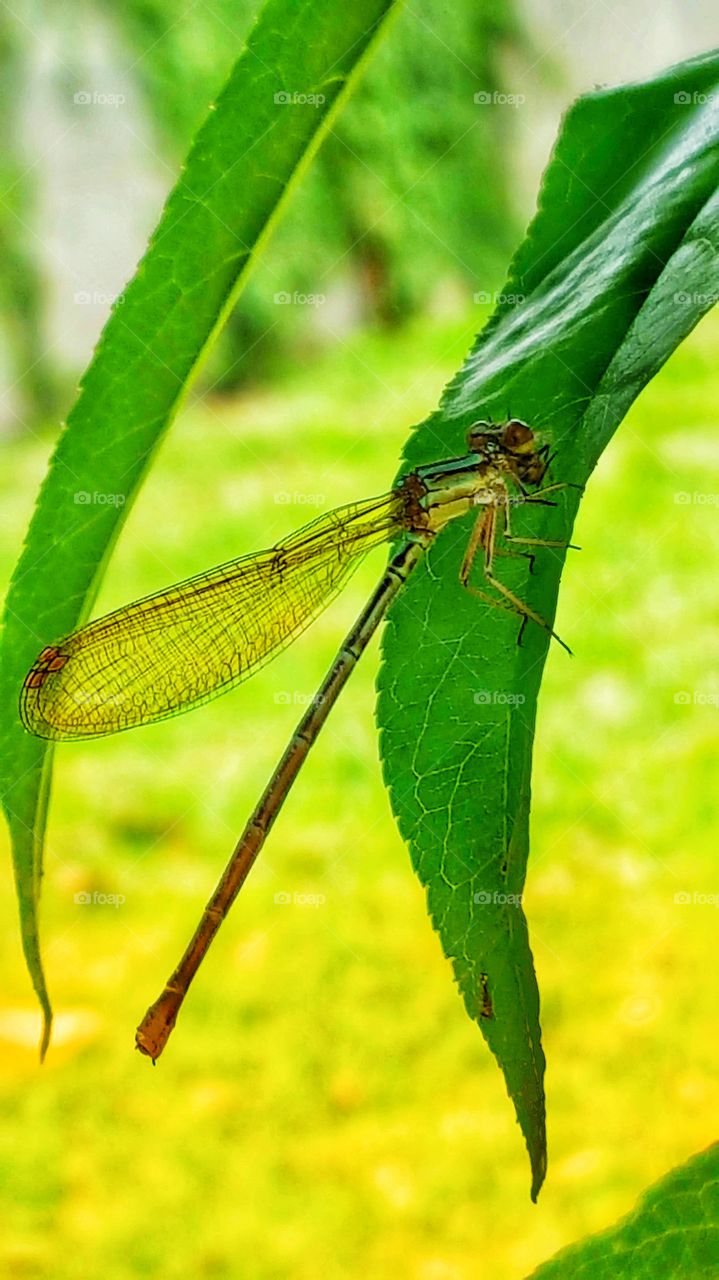 dragonfly