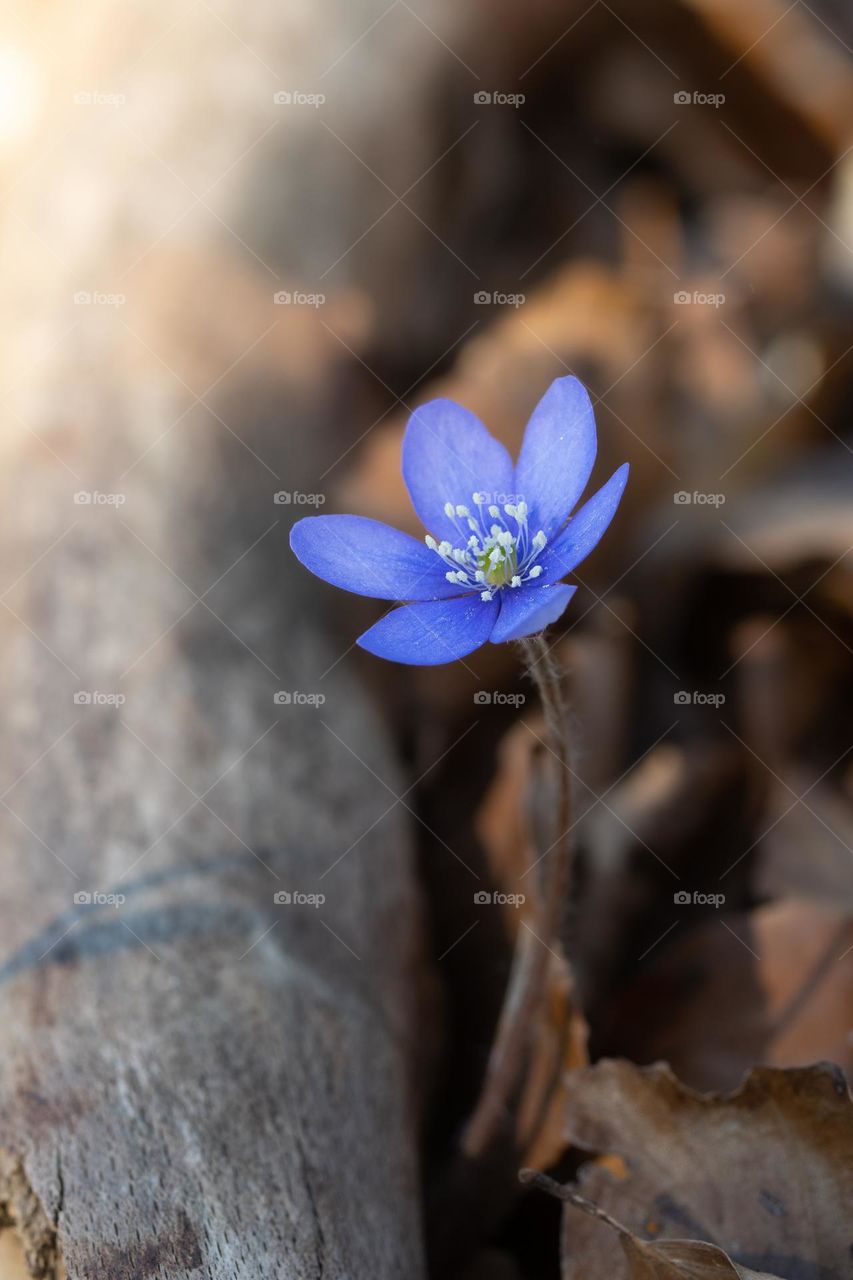 Close up or macro of a blue spring flower