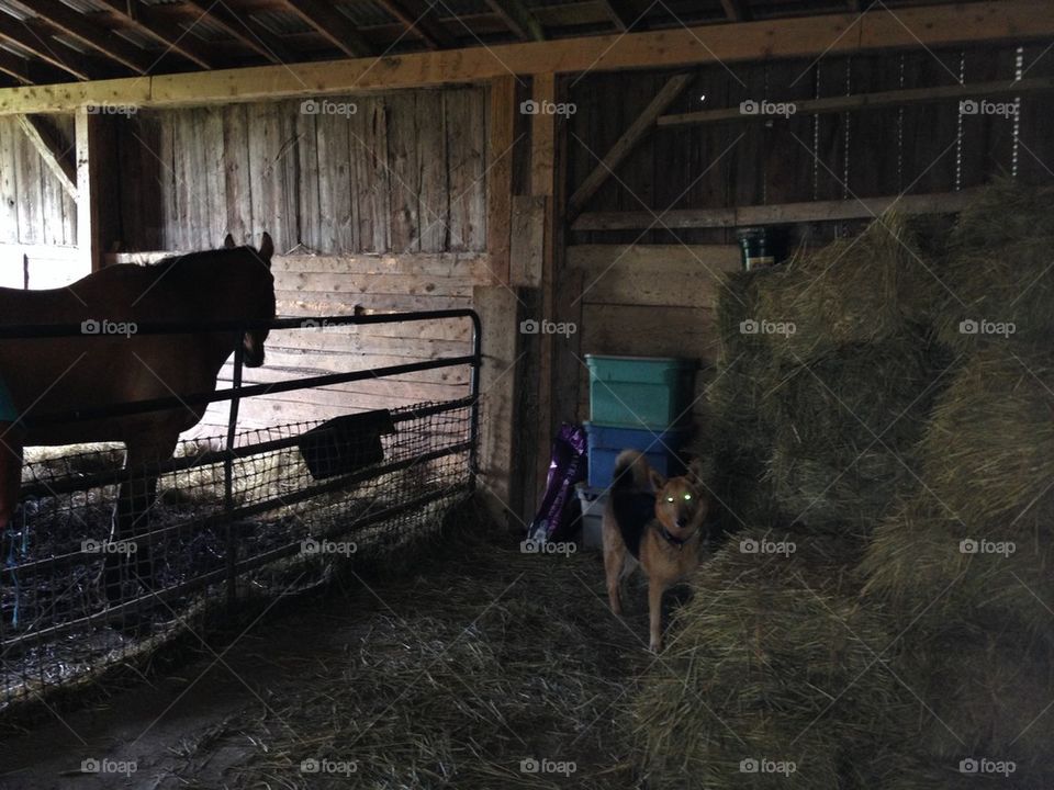 STABLE HAY 2HORSES DOG