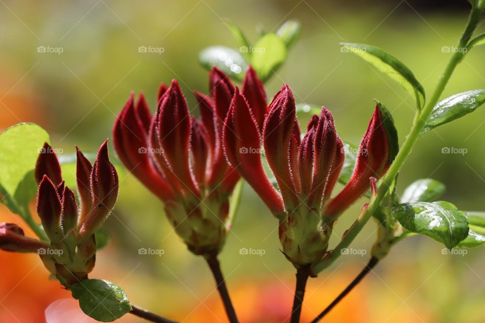 Beautiful flowers in spring 