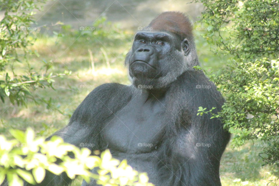 Gorilla in the Congo
