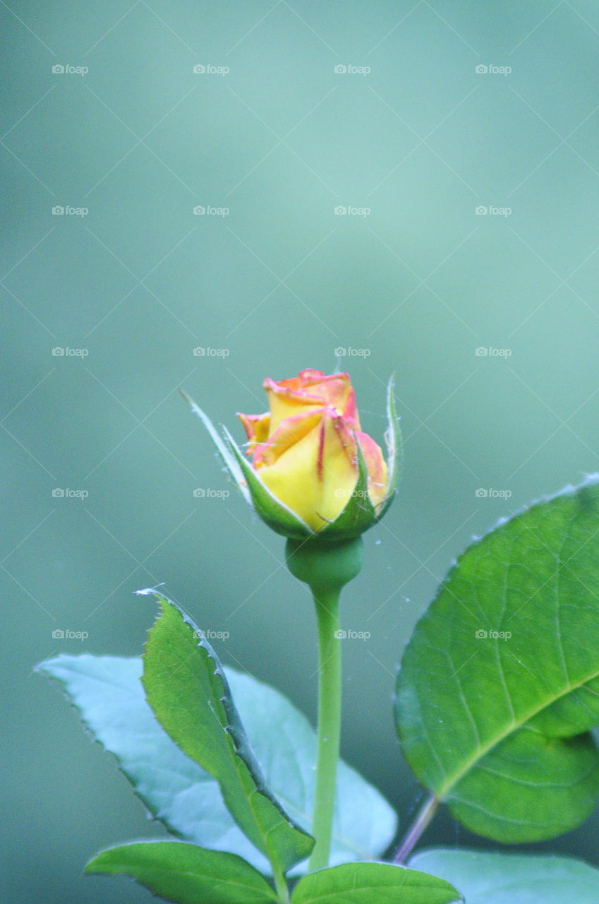 Rose Bud