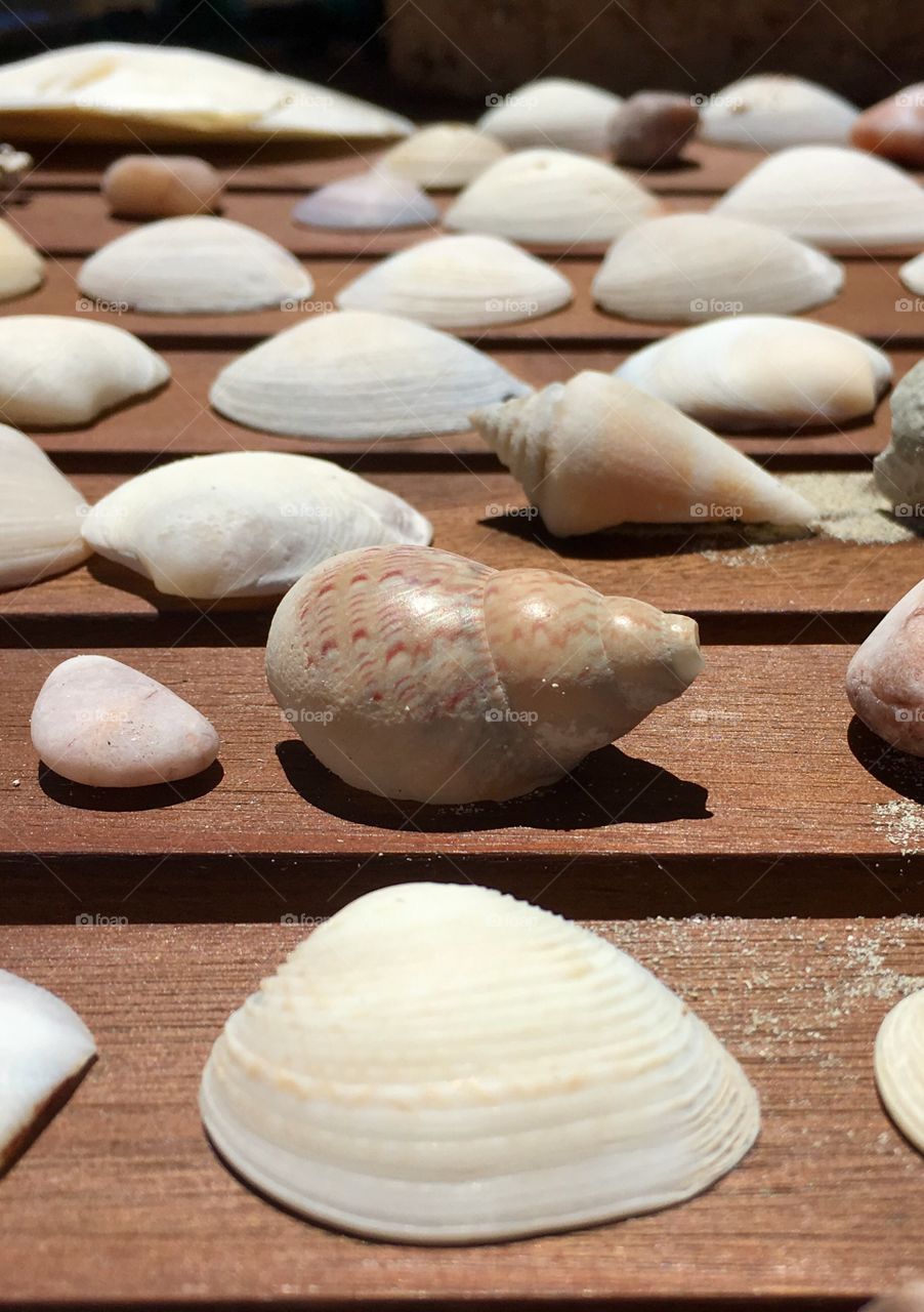 Seashells collection lined up in rows on outdoor wood table