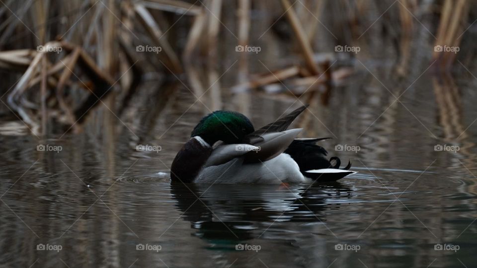 Duck in lake