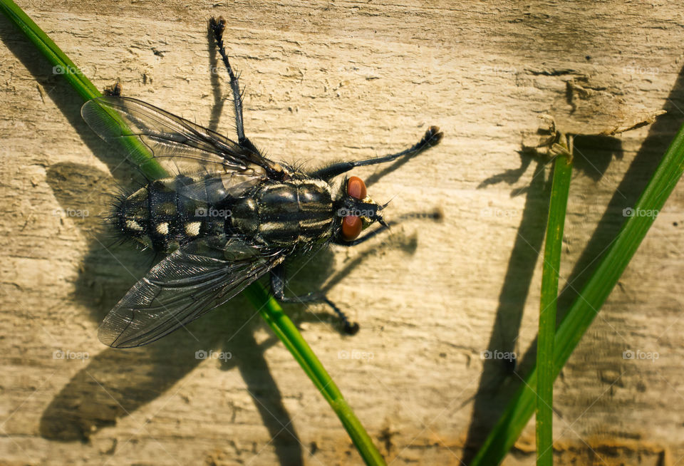 Flesh fly