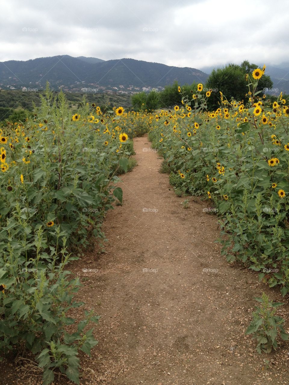 Sunflower Path. Happened along this lovely trail through the sunflowers at dog park!