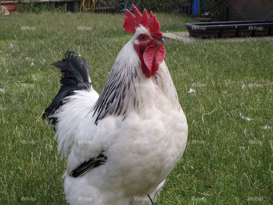 Rooster in Sheldon country farm park 