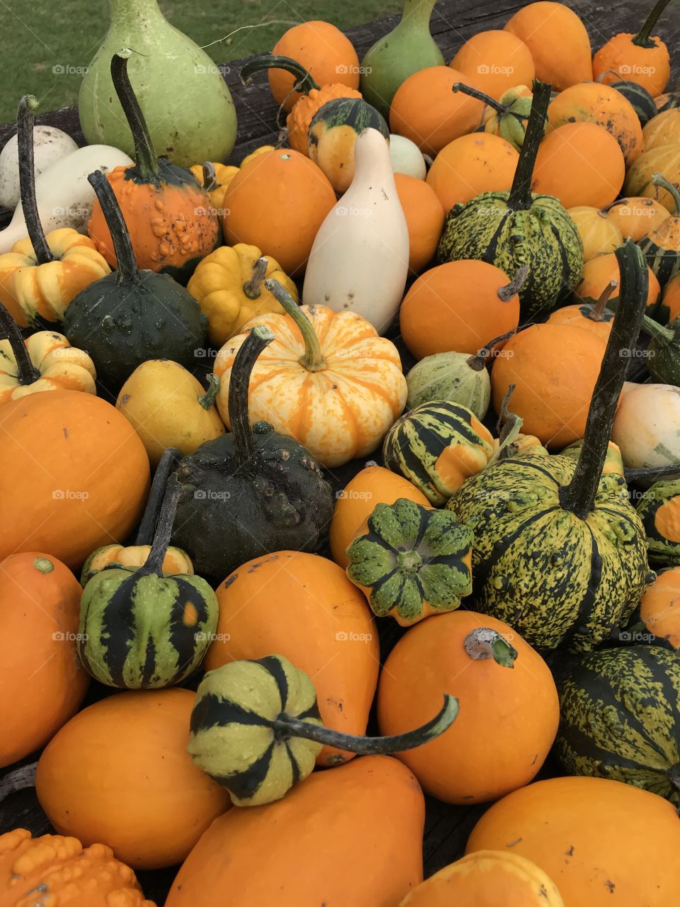 Tons of gourds!  Fall is here!
