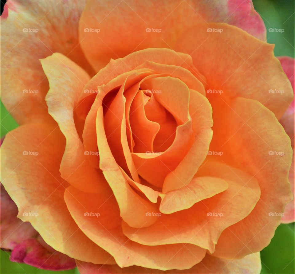 plant life, a orange colored rose in a garden.
