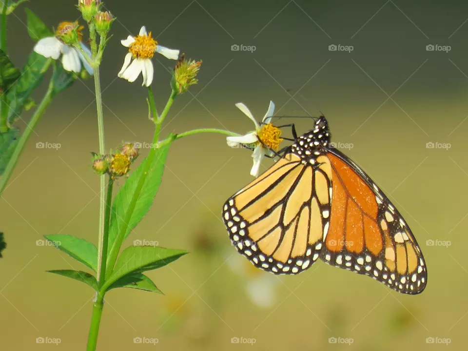 Monarch