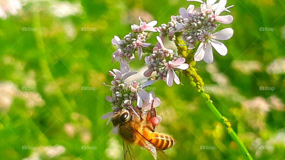 honey bee