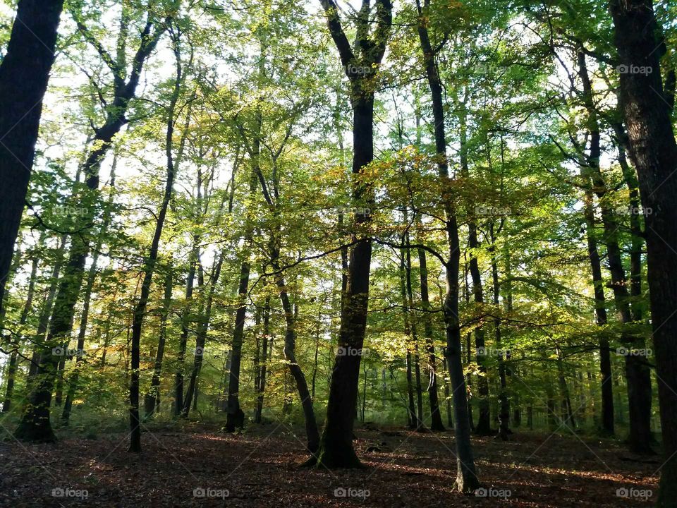 fall evening light in the forest