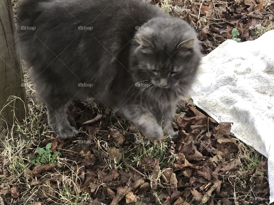 Cute gray kitty outside