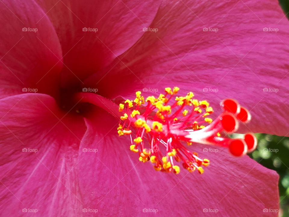 Hibiscus flower in macro
