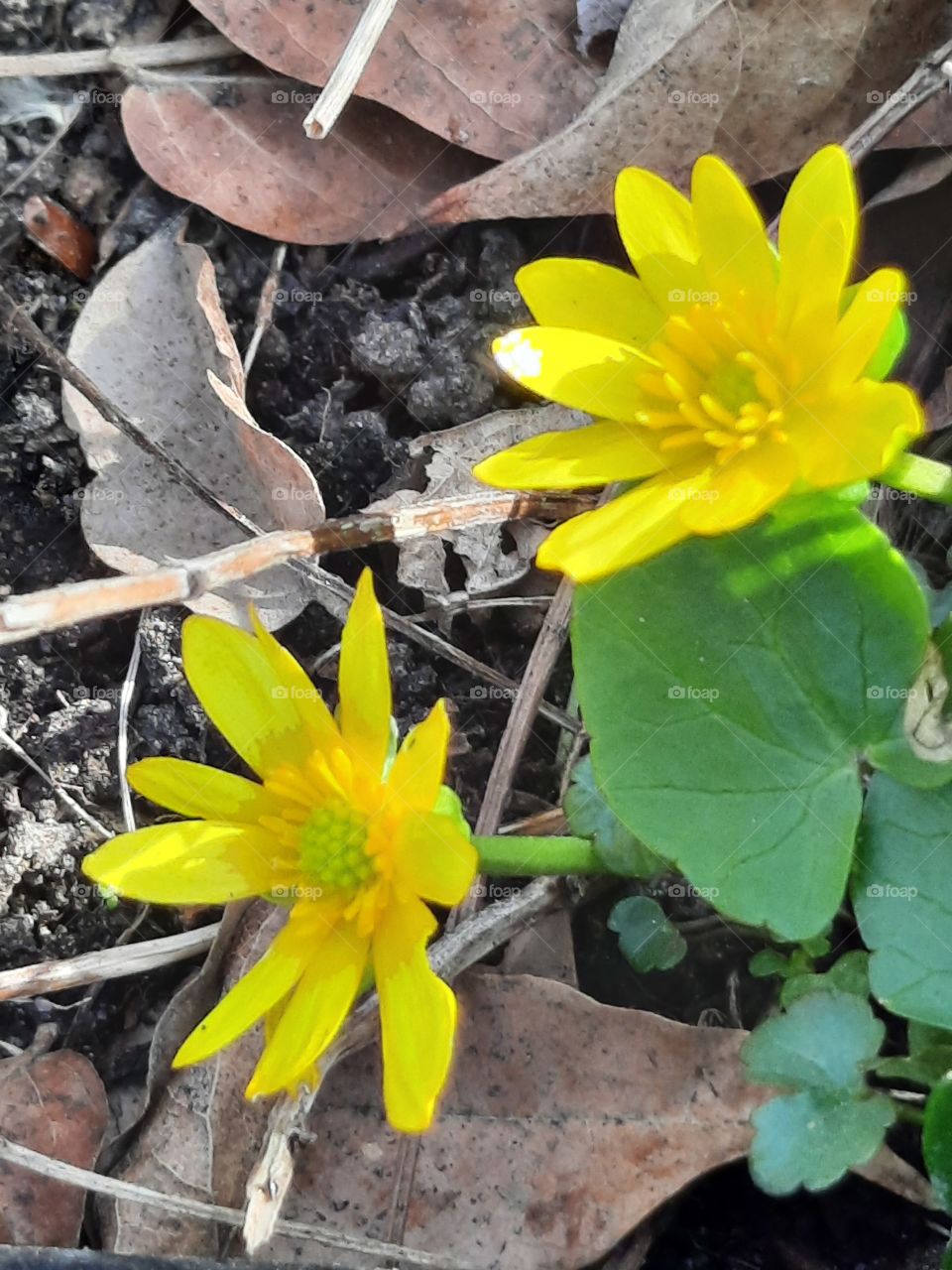 wild yellow flowers in afternoon sunshine