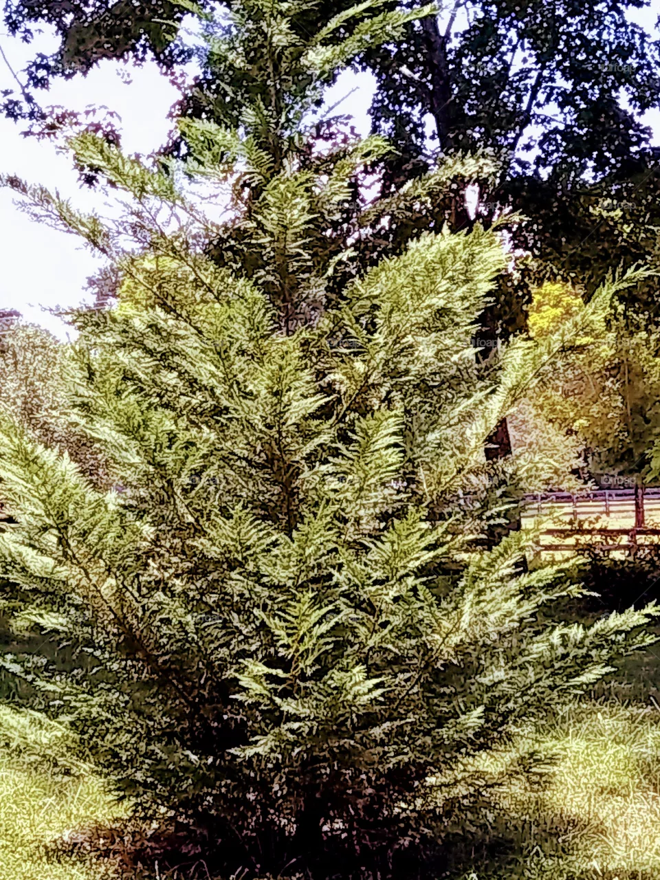 pine