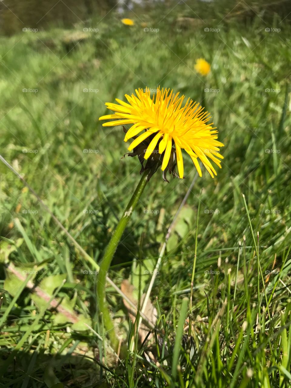 Nature, Summer, Grass, Flora, Flower
