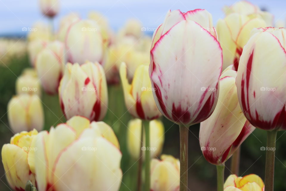 Pretty tulips