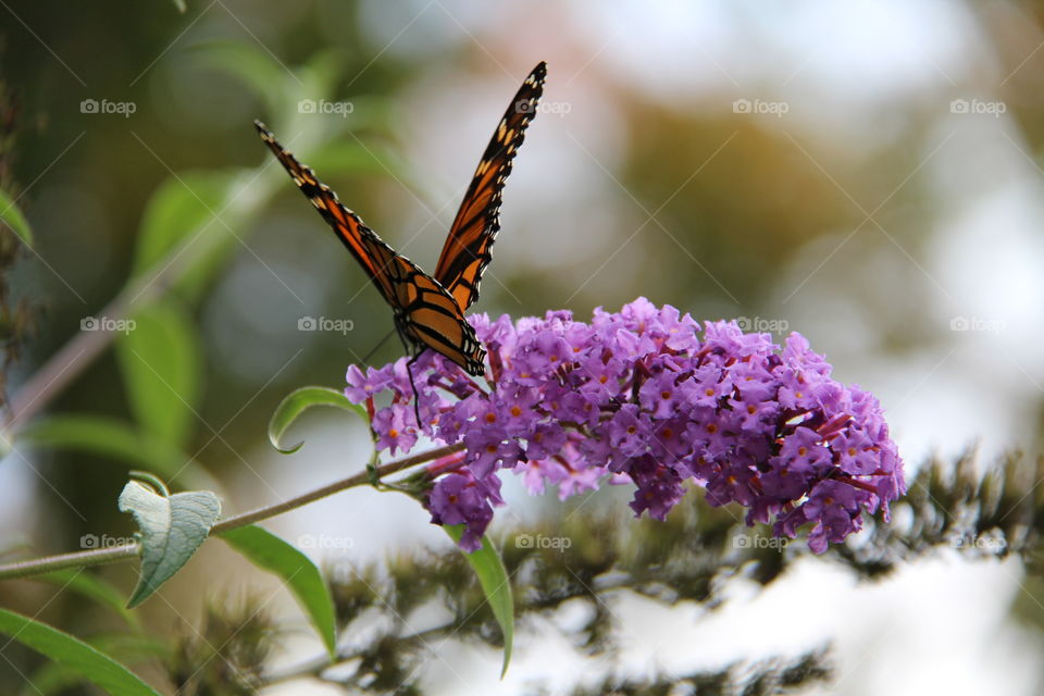 Monarch butterfly on purple flowers 