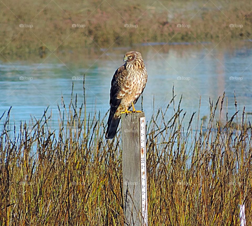Northern Harrier Hawk