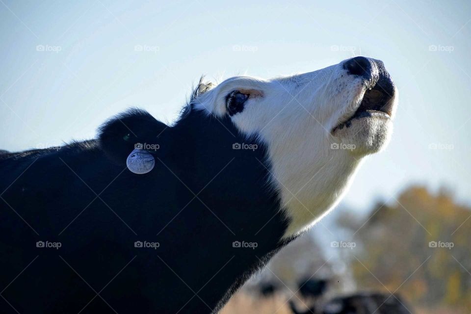 Close-up of cow