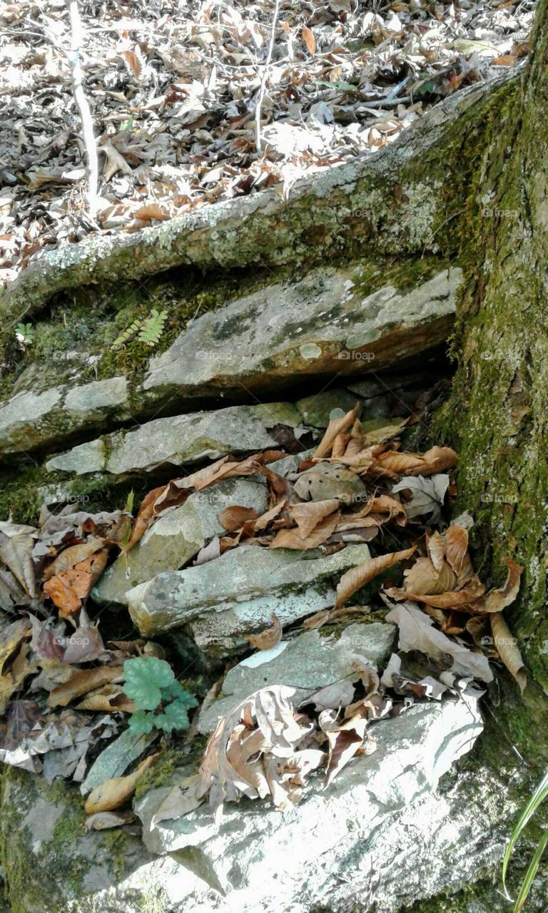 Tree & Stone