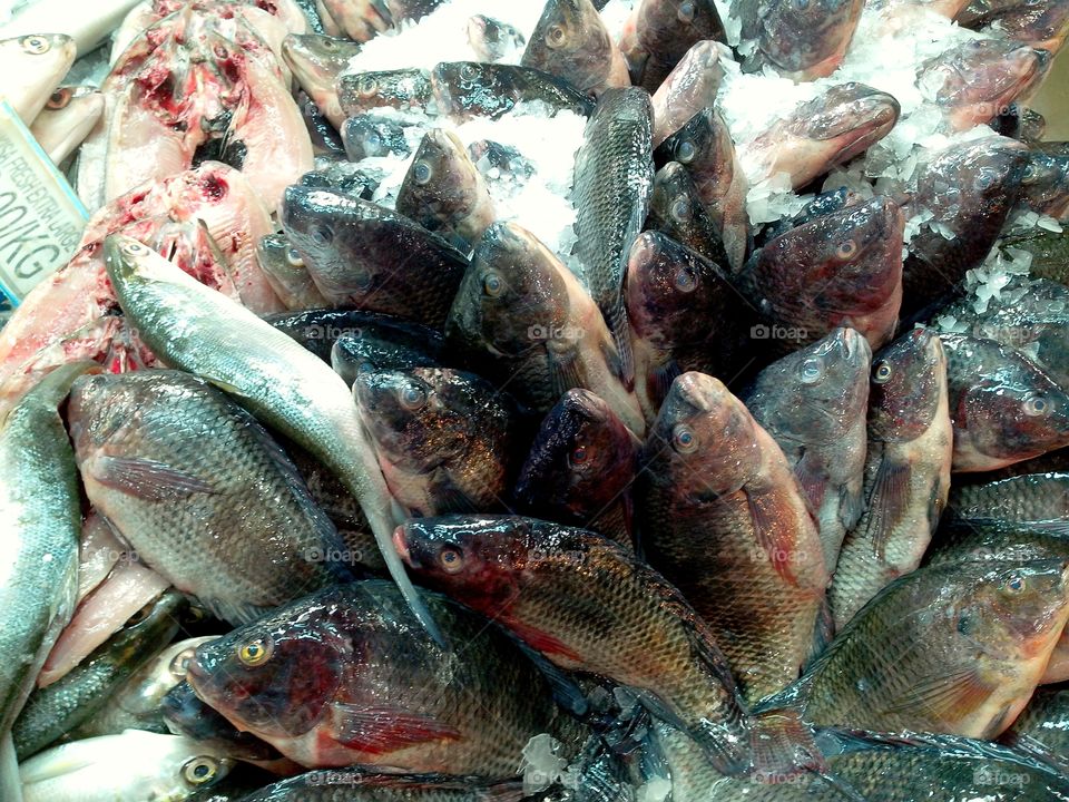 fresh raw fishes. fresh raw fishes sold at s supermarket