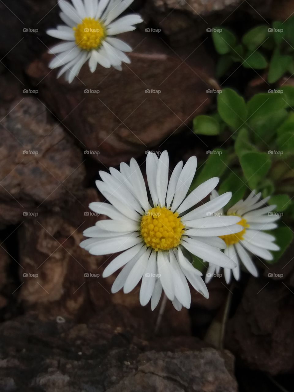 wild daisies close-up