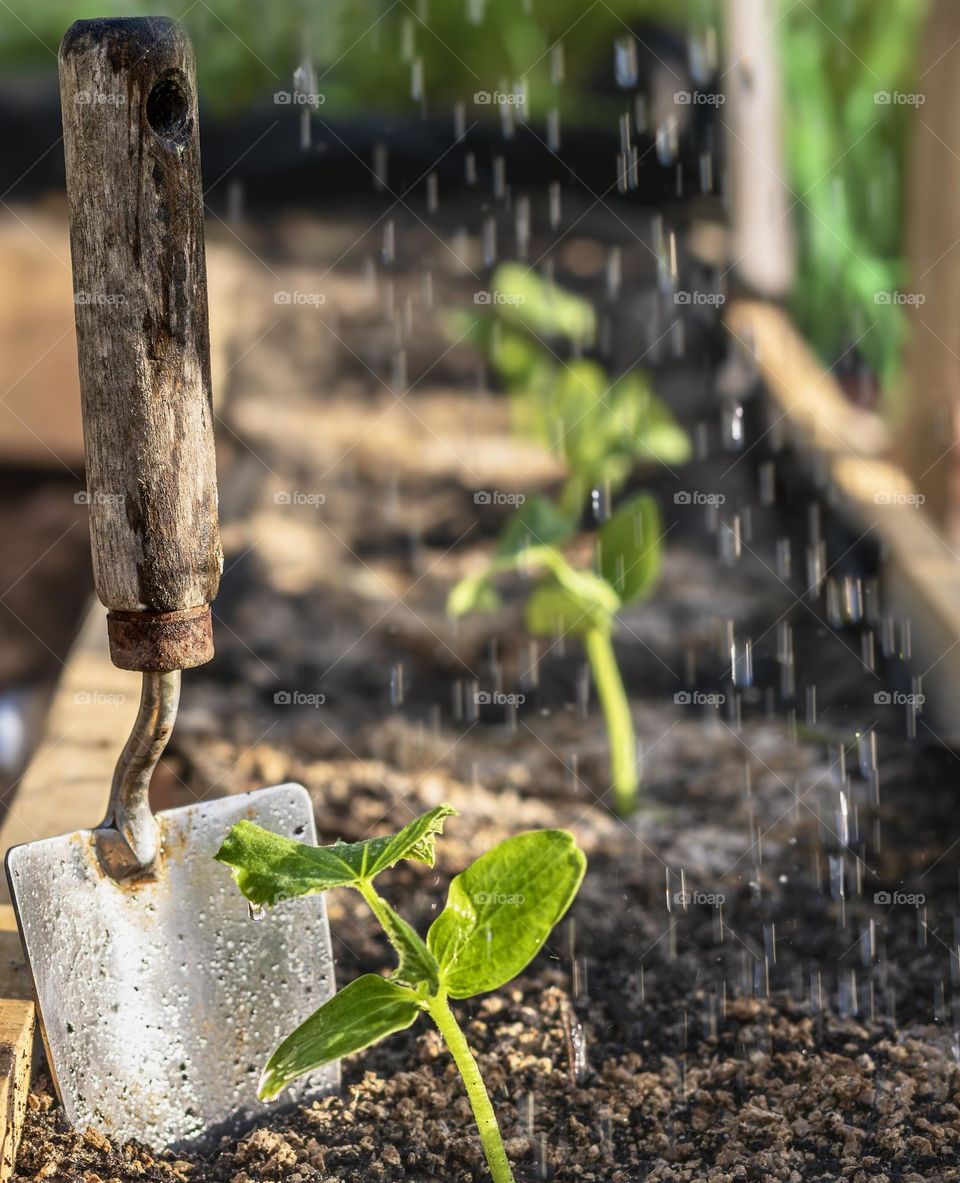 Newly planted seedlings being watered