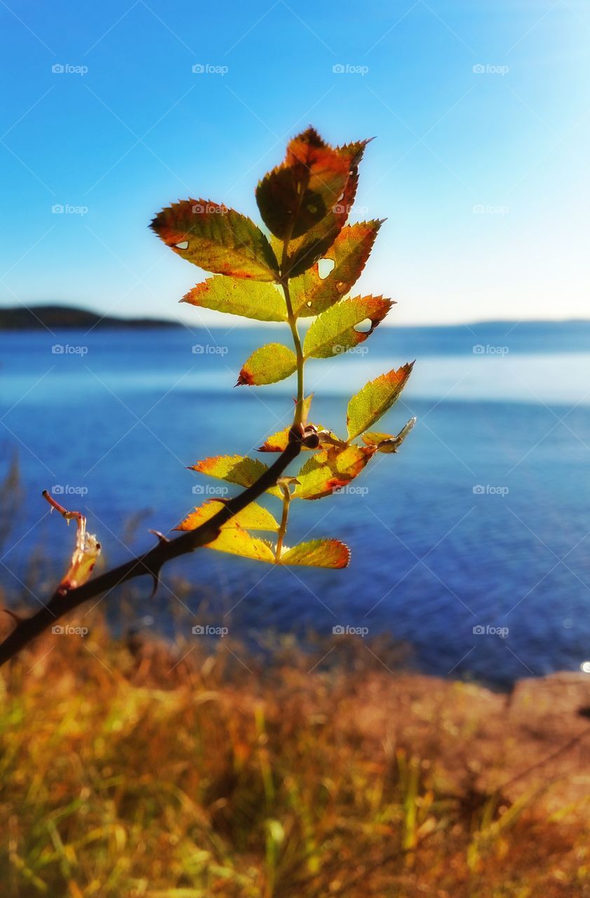 From my little hometown Svelvik, Norway.