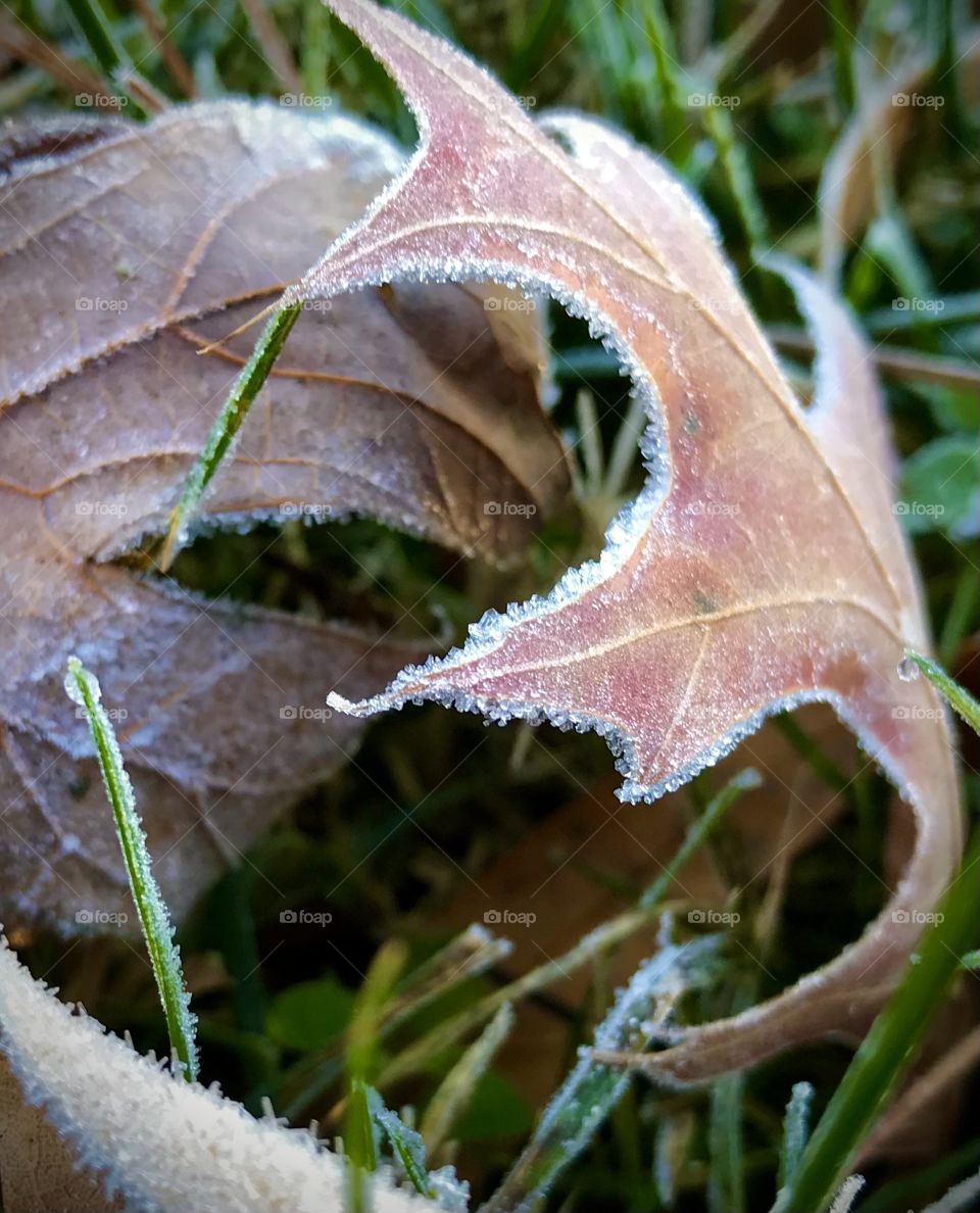 Brown leaves on the ground edged with frost on a cold morning 
