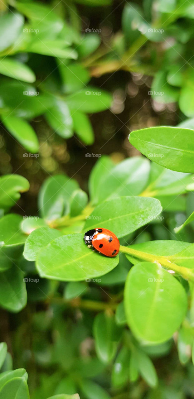 Closeup in portrait orientation of a ladybird on a vibrant green leaf in a bush in France