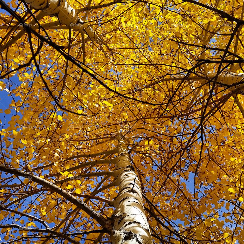 Aspens. Autumn in Colorado