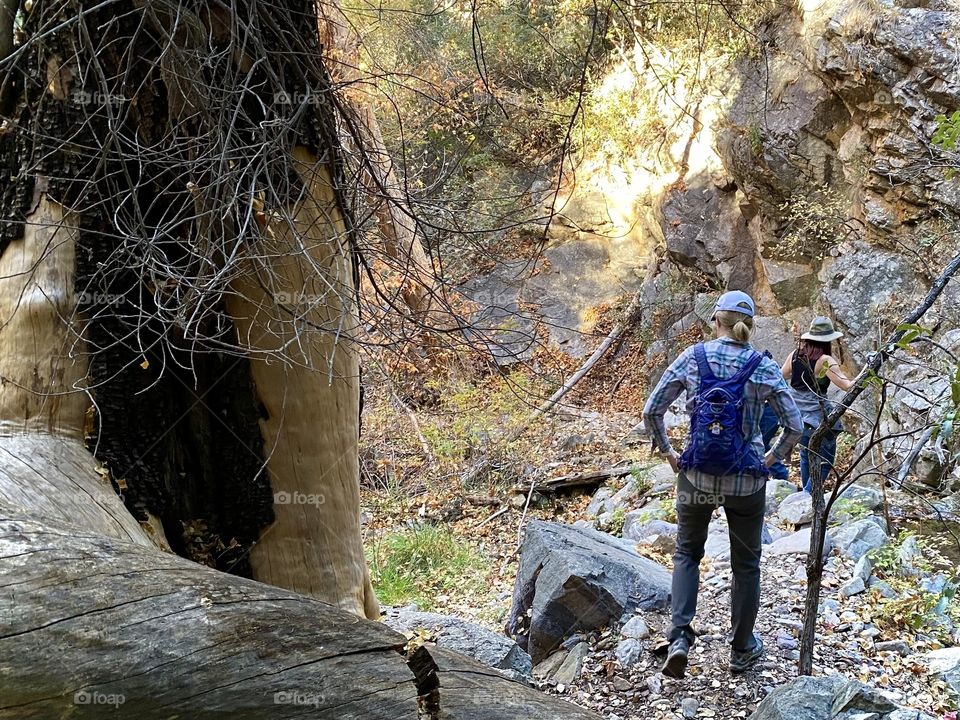 Hikers in a forested canyon in southeastern Arizona 