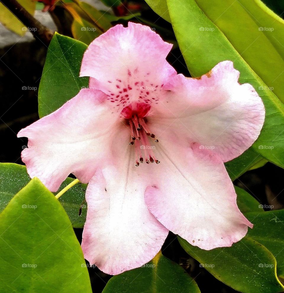 Pink white flower, flora