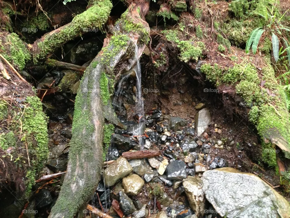 Roots 