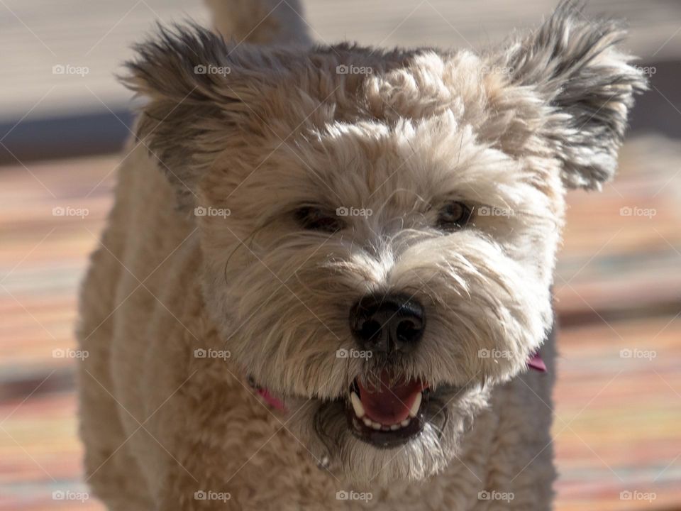 One of our amazing soft coated wheaten terriers is having a fun afternoon sprinting in the gorgeous fall weather